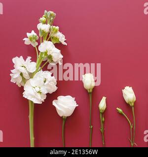 vue de dessus de blanc différentes fleurs sont sur un fond bordeaux / rouge. lignes arrière-plan fleurs. Espace pour vos produits cosmétiques et de maquillage. Lifest Banque D'Images