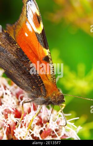 Papillon européen de paon assis sur une fleur, vue latérale. Banque D'Images