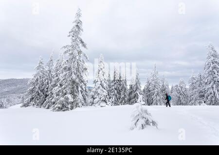 Femme randonnée dans un paysage d'hiver enneigé, beaux pins enneigés Banque D'Images