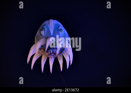 Méduses géantes et inflatables flottant dans le ciel nocturne au-dessus d'Aix-en-Provence pendant Le Carnaval de printemps d'Aix-en-Provence Provence France Banque D'Images