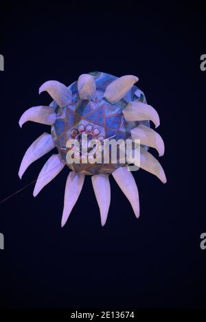 Méduses géantes et inflatables flottant dans le ciel nocturne au-dessus d'Aix-en-Provence pendant Le Carnaval de printemps d'Aix-en-Provence Provence France Banque D'Images