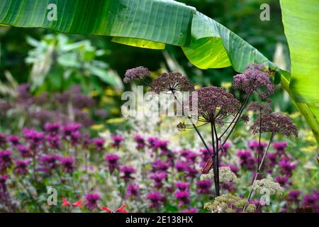Angelica sylvestris purpurea Vicarl's Mead,Wild angelica,pourpre tiges,violet fleurs,fleurs,fleurs,umbellifer,umbellives,jardin,bisannuelle,musa,monarda,mi Banque D'Images