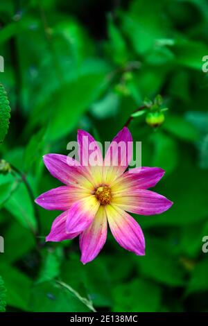 Dahlia yeux lumineux de couleur jaune, rose, violet fleurs,fleurs,fleurs,Fleurs,RM Banque D'Images