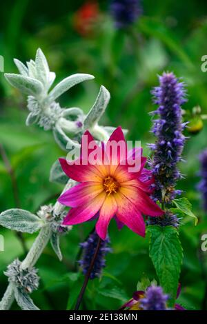 Dahlia yeux lumineux, dahlias rose pourpre jaune, agastache noir, Stachys byzantina, oreille d'agneau, mixte schéma de plantation,combinaisons de plantes,fleur,fleur Banque D'Images