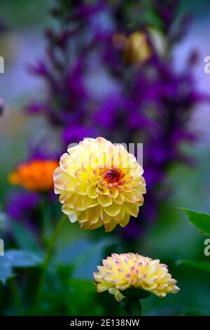 dahlia garçon ensoleillé,fleurs jaunes,boule Dahlia,boule dahlias,lobelia,fleurs violettes,Floraison,vivace,RM Floral Banque D'Images