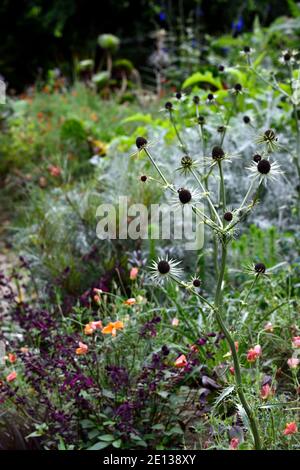 eryngium guatemalense,hologramme guatémaltèque, eryngo guatémaltèque, Eryngium cymosum,fleurs,Floraison,bordure mixte,chardon ornemental,jardins,RM Floral Banque D'Images