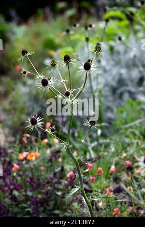 eryngium guatemalense,hologramme guatémaltèque, eryngo guatémaltèque, Eryngium cymosum,fleurs,Floraison,bordure mixte,chardon ornemental,jardins,RM Floral Banque D'Images