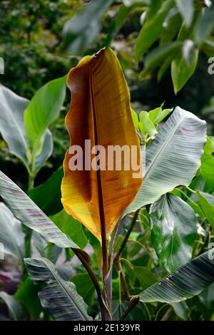 Musa bordelon, banane rouge rayée, marron rouge dessous, feuilles, feuillage, banane ornementale, plante ornementale, schéma de plantation tropical, RM Floral Banque D'Images