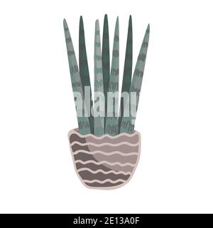 Maison plante décorative - sansevieria cylindrica exotique dans le pot en céramique isolé sur fond blanc. Décoration moderne - langue serpent verte en pot Illustration de Vecteur