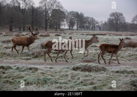 Deer parmi les prairies couvertes de gel dans Richmond Park un matin froid de décembre, London Borough of Richmond upon Thames, Angleterre, Royaume-Uni Banque D'Images