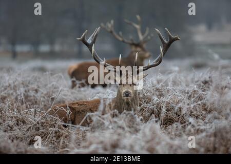 Deer parmi les prairies couvertes de gel dans Richmond Park un matin froid de décembre, London Borough of Richmond upon Thames, Angleterre, Royaume-Uni Banque D'Images