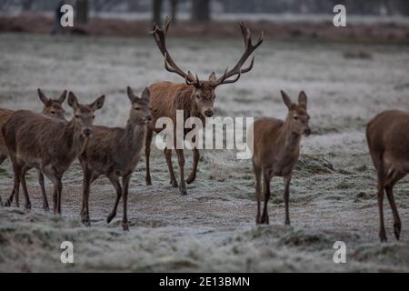 Deer parmi les prairies couvertes de gel dans Richmond Park un matin froid de décembre, London Borough of Richmond upon Thames, Angleterre, Royaume-Uni Banque D'Images