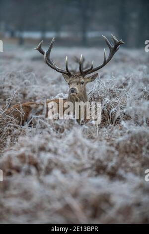 Deer parmi les prairies couvertes de gel dans Richmond Park un matin froid de décembre, London Borough of Richmond upon Thames, Angleterre, Royaume-Uni Banque D'Images