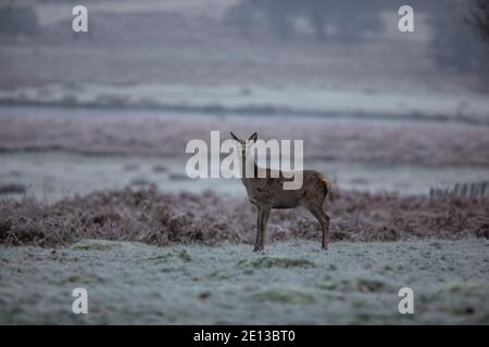 Deer parmi les prairies couvertes de gel dans Richmond Park un matin froid de décembre, London Borough of Richmond upon Thames, Angleterre, Royaume-Uni Banque D'Images