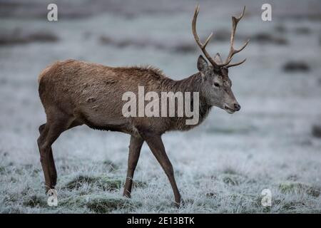 Deer parmi les prairies couvertes de gel dans Richmond Park un matin froid de décembre, London Borough of Richmond upon Thames, Angleterre, Royaume-Uni Banque D'Images