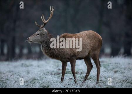 Deer parmi les prairies couvertes de gel dans Richmond Park un matin froid de décembre, London Borough of Richmond upon Thames, Angleterre, Royaume-Uni Banque D'Images