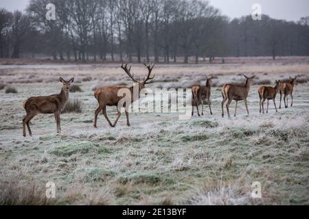 Deer parmi les prairies couvertes de gel dans Richmond Park un matin froid de décembre, London Borough of Richmond upon Thames, Angleterre, Royaume-Uni Banque D'Images