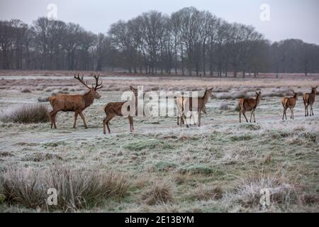 Deer parmi les prairies couvertes de gel dans Richmond Park un matin froid de décembre, London Borough of Richmond upon Thames, Angleterre, Royaume-Uni Banque D'Images