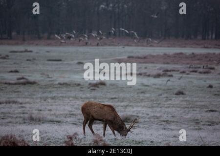 Deer parmi les prairies couvertes de gel dans Richmond Park un matin froid de décembre, London Borough of Richmond upon Thames, Angleterre, Royaume-Uni Banque D'Images