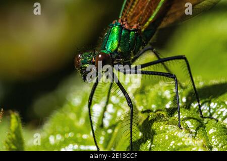 Tête détaillée sur l'image d'une demoiselle masculine Agrion Damselfly (Calopteryx virgo) également connue sous le nom de belle Agrion, au repos lors d'une chaude journée de printemps. Banque D'Images