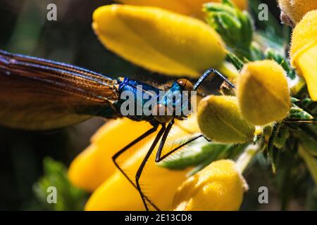 Tête détaillée Vue d'une demoiselle Agrion mâle Calopteryx virgo (Demoiselle) également connu sous le nom de belles Agrion, au repos sur une chaude journée de printemps. Banque D'Images