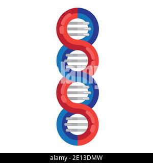 Illustration du vecteur de molécule de brins d'ADN. ADN génétique en spirale icône médicale. Symbole de structure d'hélice. Les brins d'ADN agrandis la structure à double hélice Illustration de Vecteur