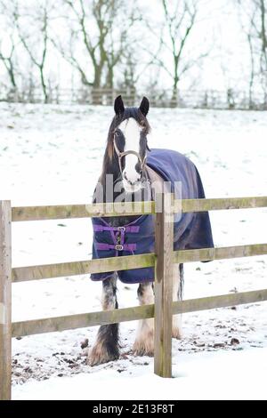 Kidderminster, Royaume-Uni. 3 janvier 2021. Avec des températures juste au-dessus du point de congélation dans le Worcestershire, la neige reste sur le sol. Ce cheval est dehors dans un champ enneigé portant un manteau imperméable. Crédit: Lee Hudson Banque D'Images