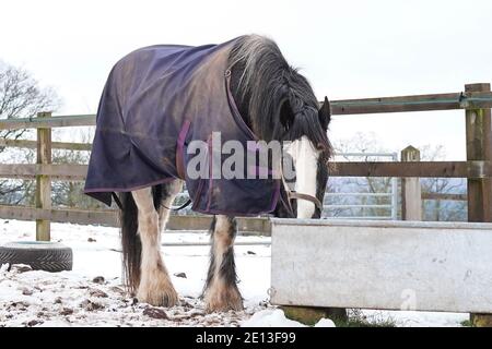 Kidderminster, Royaume-Uni. 3 janvier 2021. Avec des températures juste au-dessus du point de congélation dans le Worcestershire, la neige reste sur le sol. Ce cheval est sorti dans un champ enneigé de l'eau potable d'une cuvette d'eau tout en portant un manteau imperméable. Crédit: Lee Hudson Banque D'Images