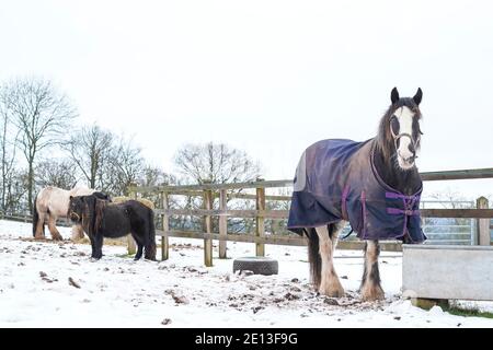 Kidderminster, Royaume-Uni. 3 janvier 2021. Avec des températures juste au-dessus du point de congélation dans le Worcestershire, la neige reste sur le sol. Les chevaux sont dehors dans un champ dans la neige froide, un avec un manteau imperméable sur. Crédit: Lee Hudson Banque D'Images