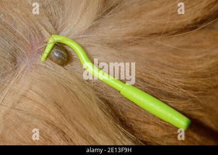 La coche est retirée du chien Banque D'Images