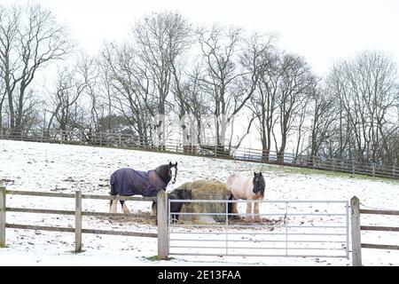 Kidderminster, Royaume-Uni. 3 janvier 2021. Avec des températures juste au-dessus du point de congélation dans le Worcestershire, la neige reste sur le sol. Les chevaux sont dans un champ dans la neige froide, un avec un manteau imperméable, mangeant le foin d'une balle mise en place par leurs propriétaires. Crédit : REPORTAGE de Lee Hudson Banque D'Images