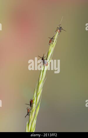 Des tiques sur l'herbe Banque D'Images