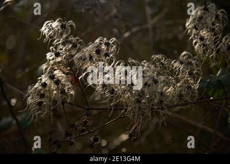 Semis d'hiver au RSPB Reserve College Lake Hertfordshire Banque D'Images