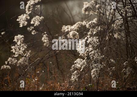 Semis d'hiver au RSPB Reserve College Lake Hertfordshire Banque D'Images