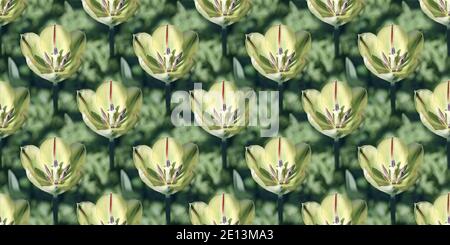 Arrière-plan floral panoramique avec tulipes vertes répétées. Mise au point sélective Banque D'Images