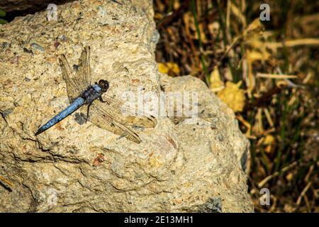 Orthetrum sp, Skimmer Dragonfly Banque D'Images