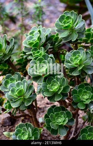 Aeonium balsamiferum,houseleek géant produisant du baume,feuilles vert pâle,feuilles charnues,rosette,succulentes,succulentes,sucriculents,sucriculent sous-arbuste,RM Floral Banque D'Images