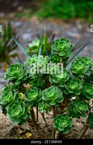 Aeonium balsamiferum,houseleek géant produisant du baume,feuilles vert pâle,feuilles charnues,rosette,succulentes,succulentes,sucriculents,sucriculent sous-arbuste,RM Floral Banque D'Images