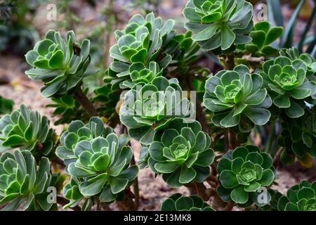 Aeonium balsamiferum,houseleek géant produisant du baume,feuilles vert pâle,feuilles charnues,rosette,succulentes,succulentes,sucriculents,sucriculent sous-arbuste,RM Floral Banque D'Images