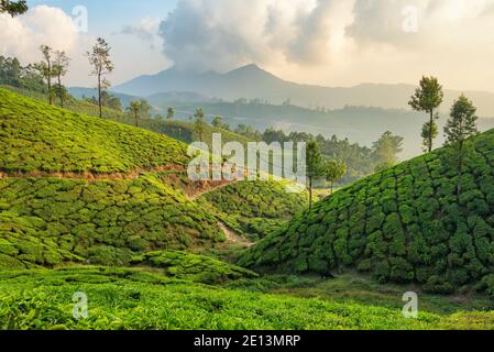 Beau paysage de plantations de thé vert frais à Munnar, Kerala, Inde Banque D'Images