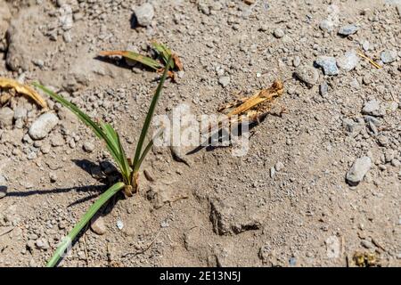 Acrotylus patruelis, Slender Digging Grasshopper Banque D'Images