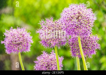 L'oignon sauvage pourpre fleurit dans la vallée verte Banque D'Images