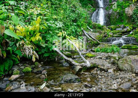 Ruisseau forestier dans la forêt tropicale. Cascade au milieu de rochers et de verdure. Rivière de montagne le jour d'été. Paysage naturel avec cascades de Mountain creek Banque D'Images