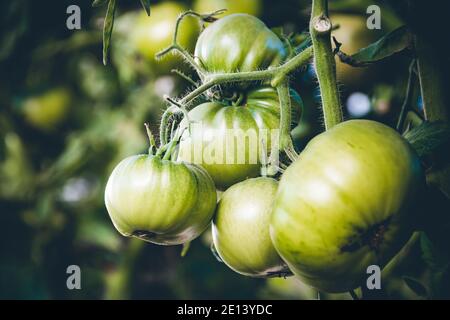 Bouquet de jeunes tomates vertes sur branche en serre sur une ferme. Légumes de culture pour salade. Banque D'Images