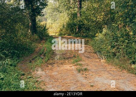 La route de terre dans la forêt de cèdre est recouverte d'aiguilles de pin Banque D'Images