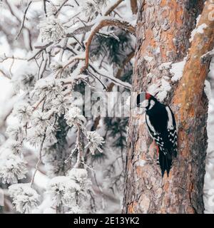 Pic sur le tronc d'arbre dans la forêt d'hiver. Oiseaux sauvages dans la nature par temps froid. Banque D'Images