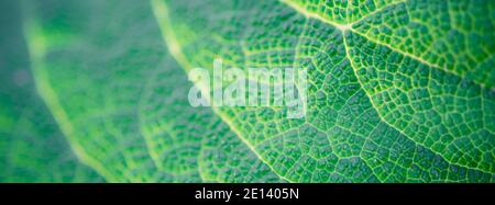 Ferme-feuilles vert en forme de terrier. Photo macro pour l'arrière-plan Banque D'Images