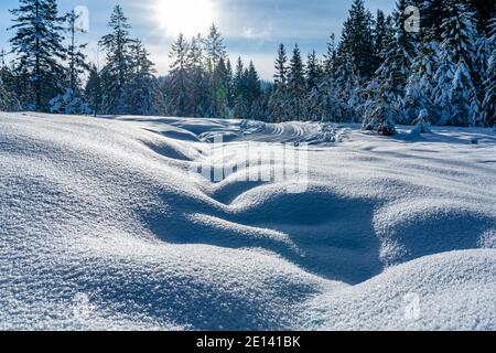 Frisch verschneite Landschaft im Sonnenlicht. Paysage enneigé au bord de la forêt par une journée ensoleillée. Sunstar entre les arbres. L'hiver merveilleux Autriche Banque D'Images