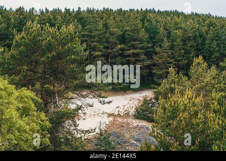 La forêt de conifères, les sapins et les pins poussent sur un sol sablonneux. Il y a un dégagement entre les arbres. Banque D'Images