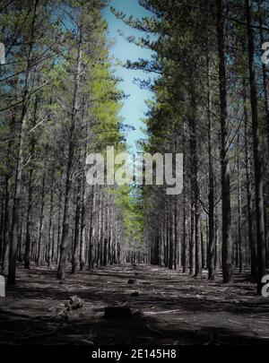 Forêt de Tokai, le Cap, Afrique du Sud - 23/12/2019 Forêt de Tokai, le Cap. Un après-midi calme et tranquille. Rangée d'arbres coupée. Banque D'Images